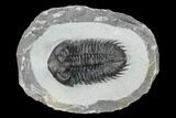 Coltraneia Trilobite Fossil - Huge Faceted Eyes #165847-4